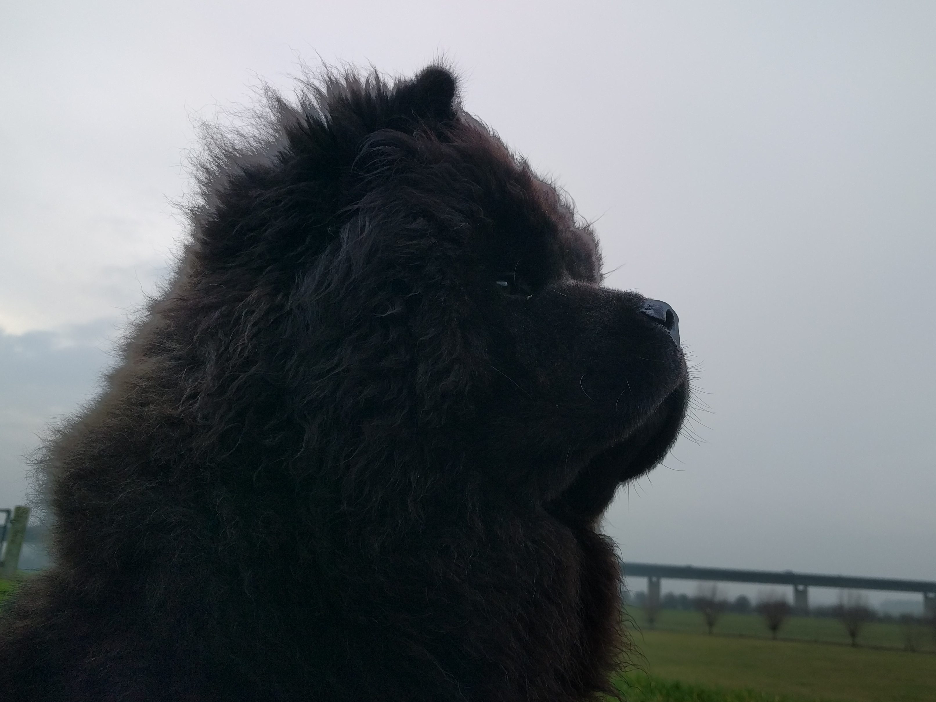 Thor staart wijs in de verte.