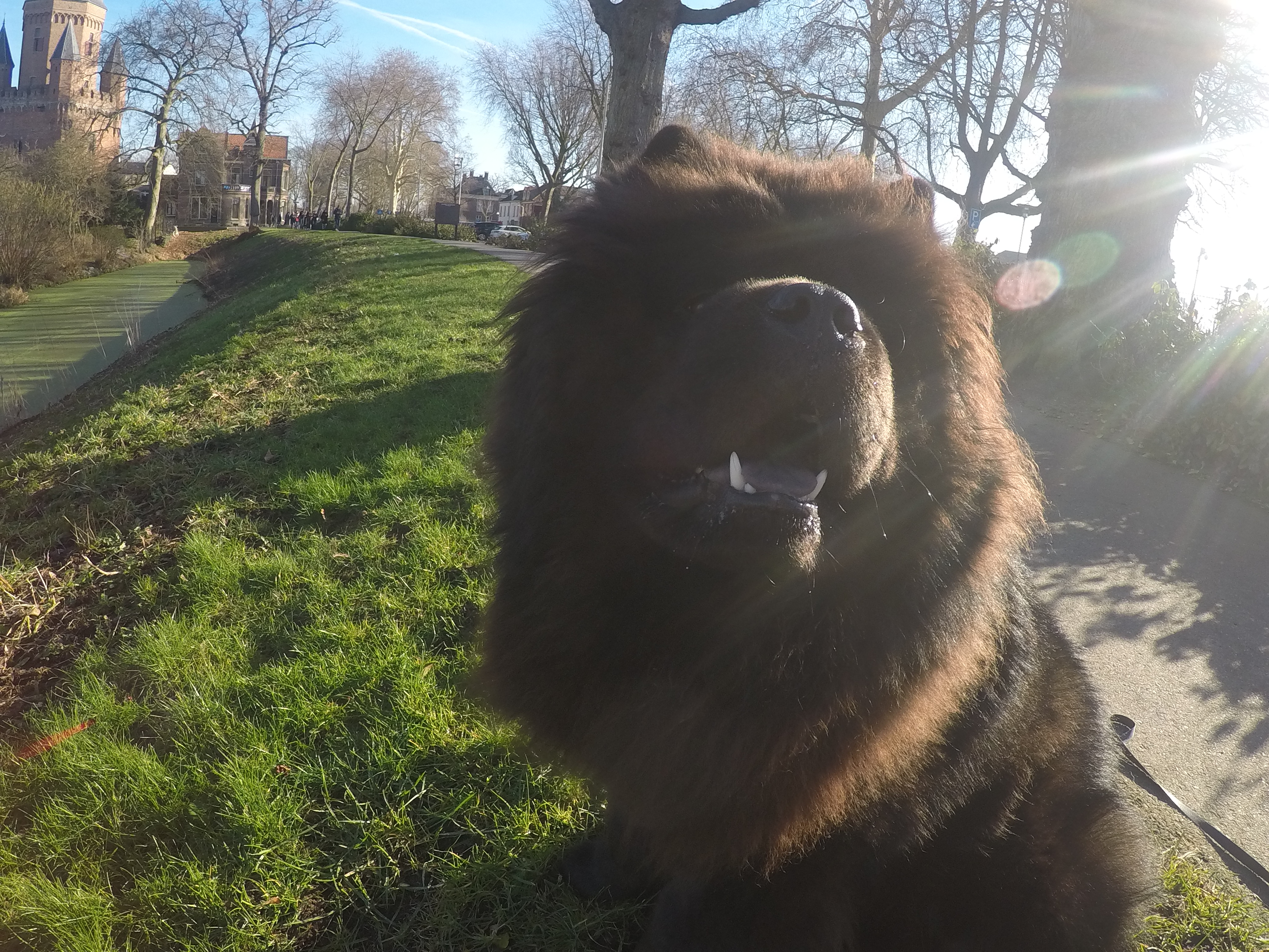 Thor is blij dat we naar de markt gaan